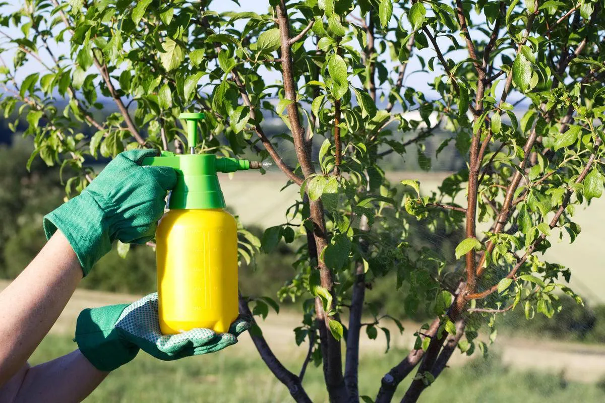 comment faire un produit naturel contre les pucerons arrosoire jaune pulverise cerisier