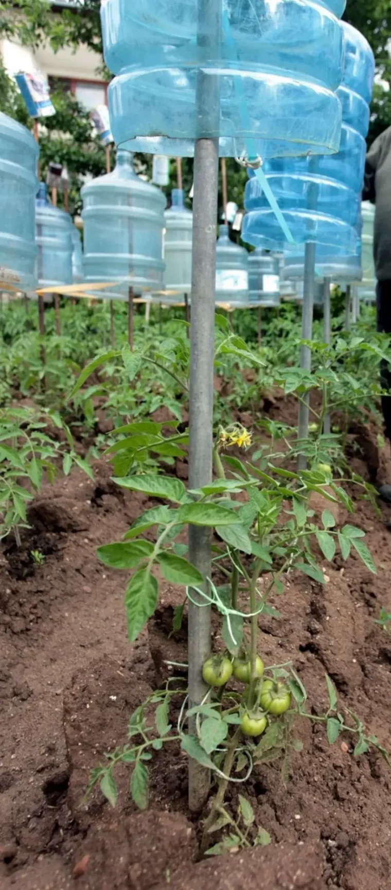 comment faire une serre avec une bouteille plastique pour booster ses tomates miniserre de bouteills en plastique scaled