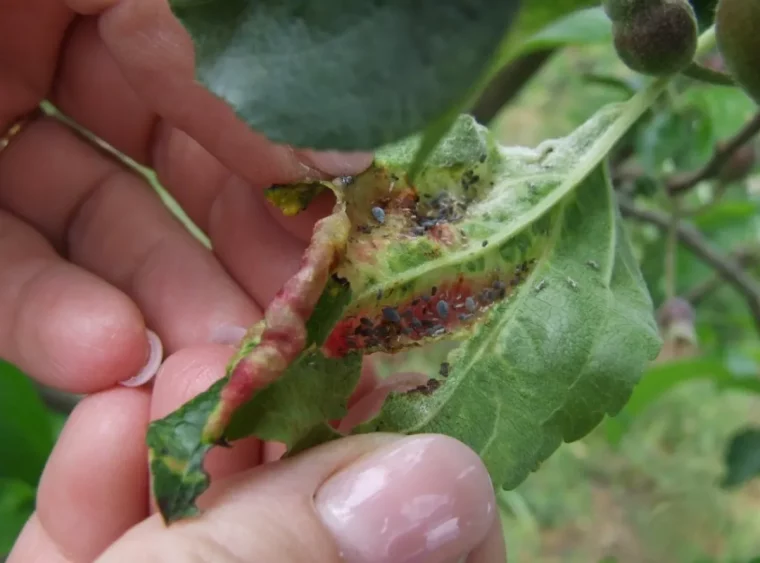 comment se débarrasser des pucerons sur un cerisier feuille courbee dansunemain