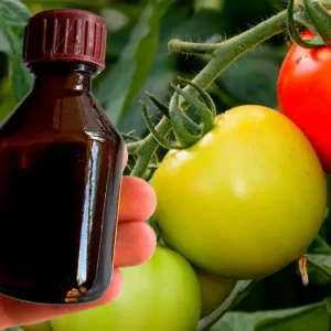 Comment faire pousser des tomates rapidement et avoir beaucoup de tomates sur un pied ? Rien que quelques gouttes de ce miracle
