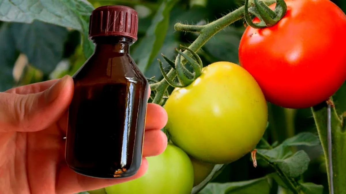 faire pousser des tomates rapidement et avoir beaucoup de tomates sur un pied une main tien flacon brun tomates