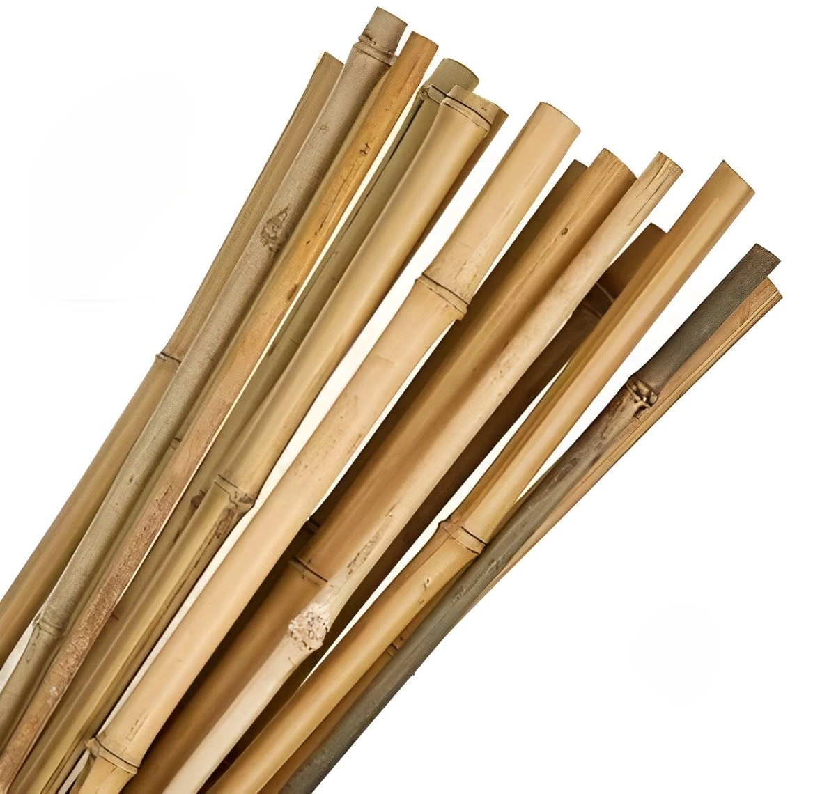 faisceau de tuteurs en bambou sur fond blanc
