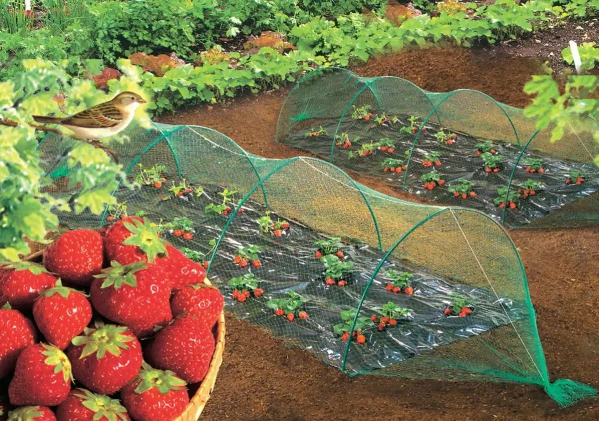 filet tunnel pour les fraisiers avec bol de fraises rouge comment les proteger des oiseaux