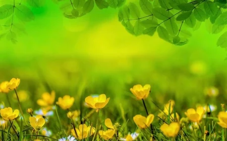 fleurs jaunes sur fond vert