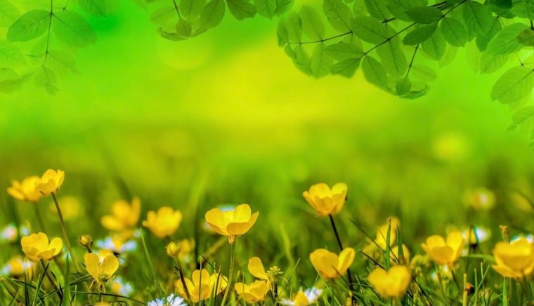 fleurs jaunes sur fond vert