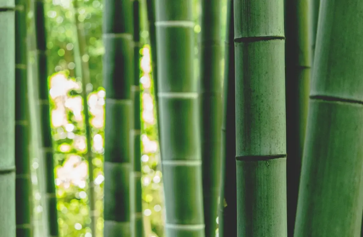 foret de bambous quels bambous pour une jaie brise vue