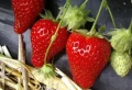 Comment protéger les fraises des oiseaux ? Les astuces simples et efficaces pour sauver votre récolte