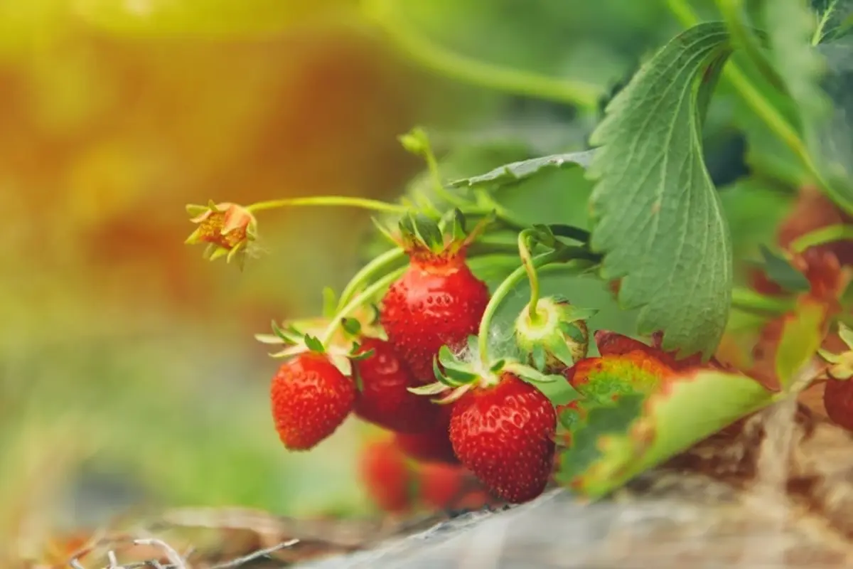 fraisiers dans un potager comment les proteger des oiseaux