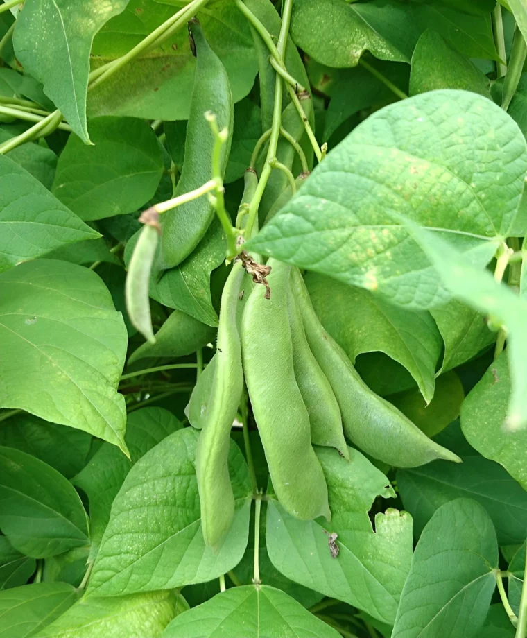 haricots verts sur branche au potager sur fond de feuillage vert abondant