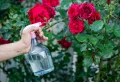 Iode+lait – le mélange qui élimine les pucerons des roses complètement : Fabrication et utilisation