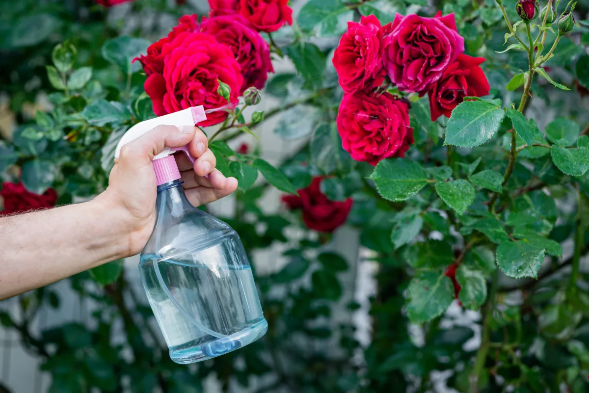 iode+lait le melange qui elimine les pucerons des roses completement conseils