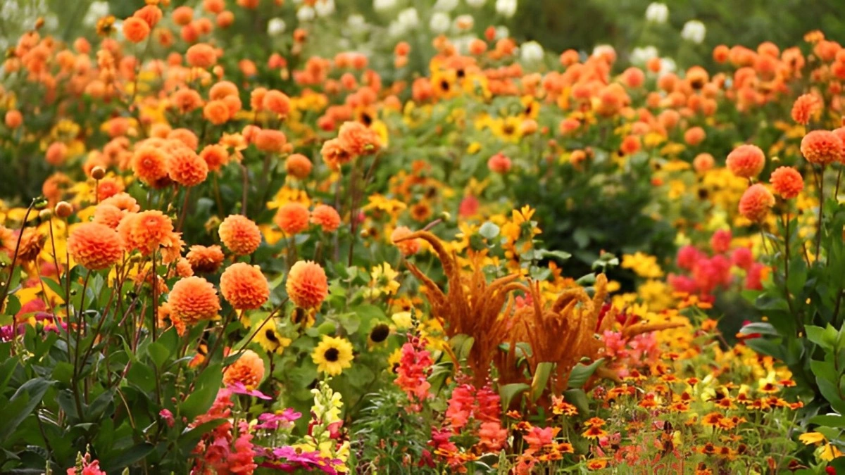 jardin monochromatique avec les nuances du jaune orange