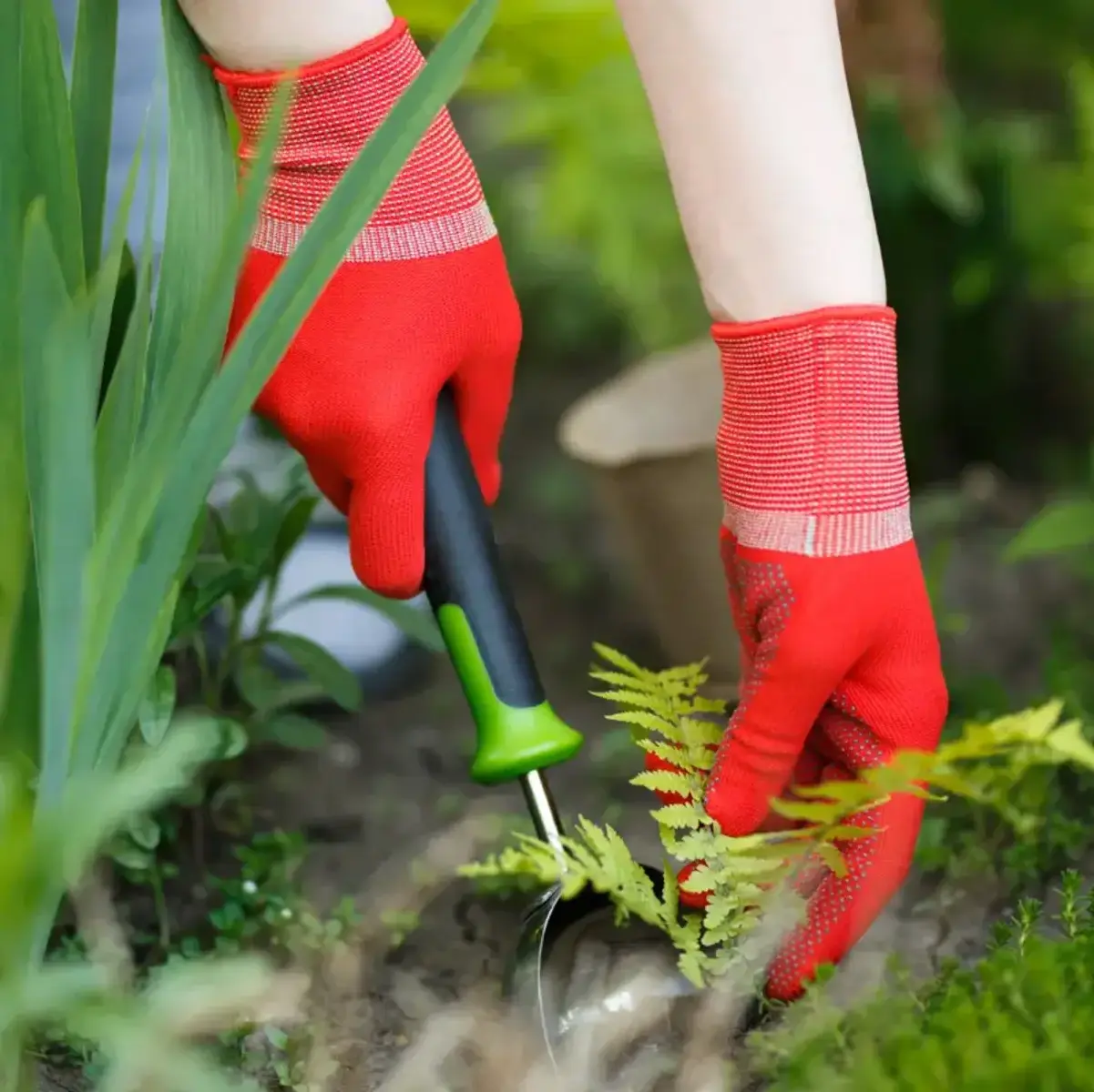 jardinier à gants rouges preparant le sol pour les dahlias pleine terre