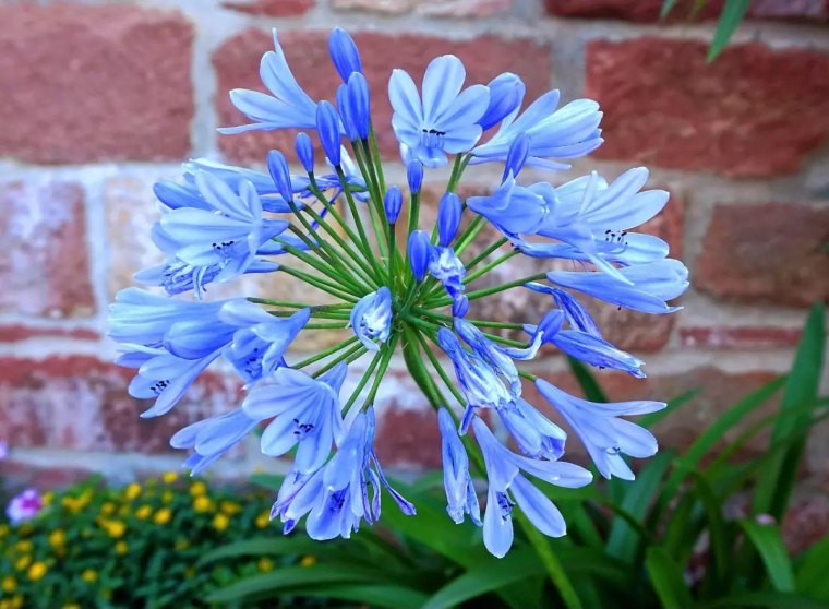 la fleur bleue d une agapanthe sur fond de mur en briques