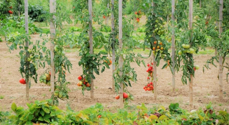 neuf pieds de tomates sur tuteurs visibles dans le cadre avec des fruits rouges et verts en abondance