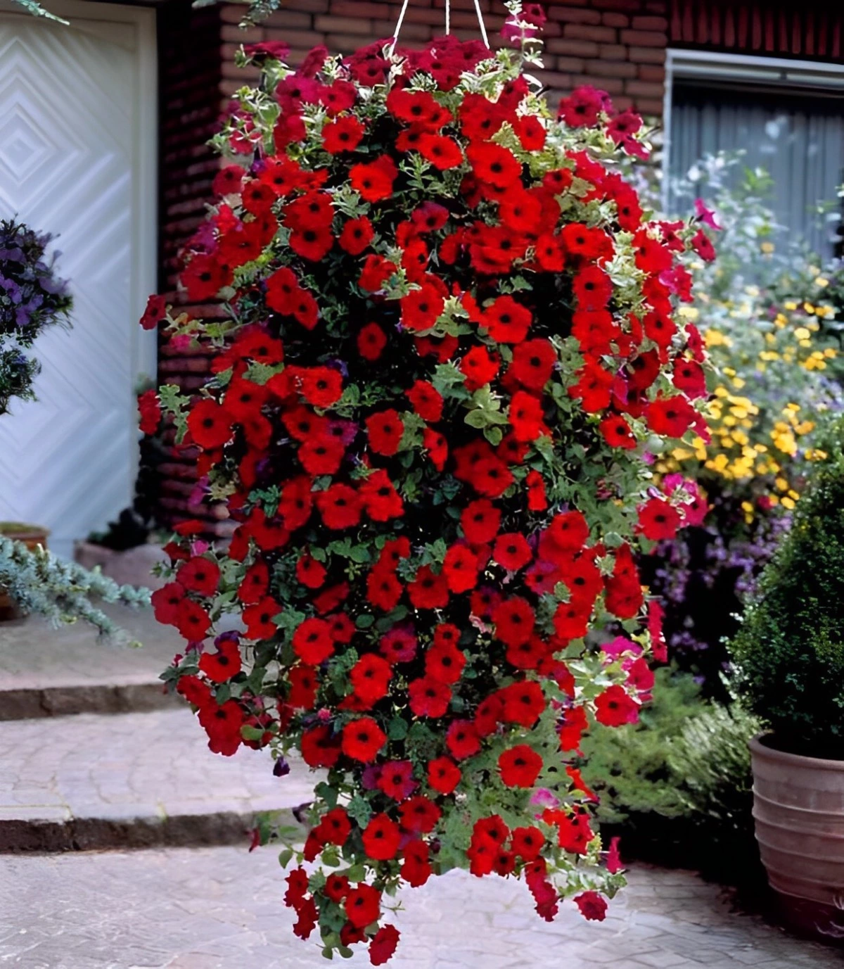 petunia suspendu retombant avec des fleurs couleur rouge intense