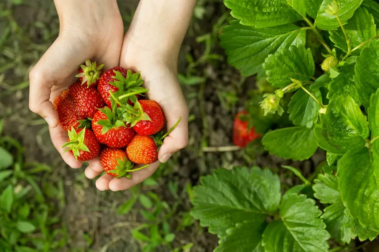 poignee de fraises dans un jardin repulsif naturel contre les limaces fraisiers