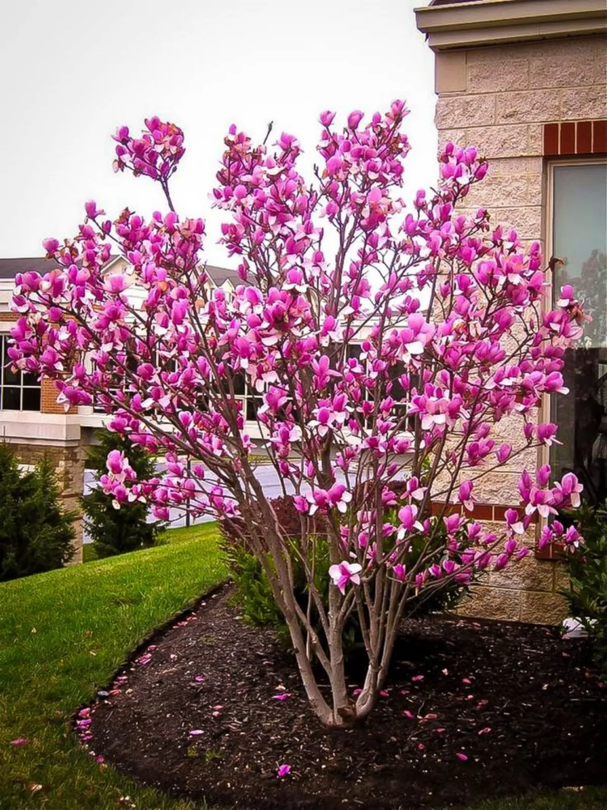 pourquoi, quand et comment bien élaguer un arbre magnolia rose devant unemaison
