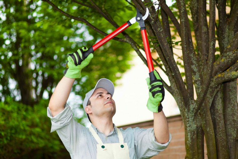 quand et comment élaguer un arbre homme en combinaison blanc taille un arbre