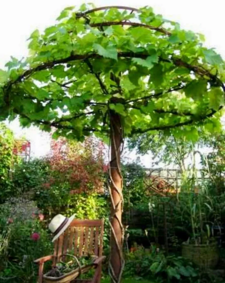 quand faire la taille d'été de la vigne