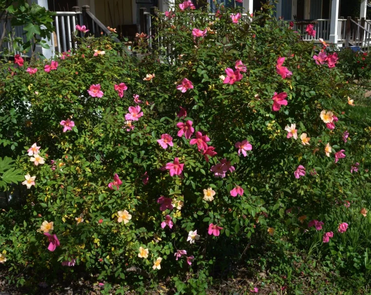 quelles fleurs annuelles à l'ombre hibiscus mutabilis devant grilleblanche