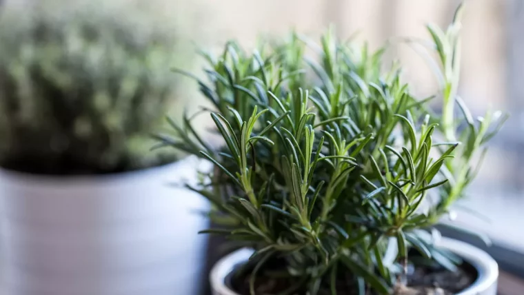 romarin cultive en pot quel plante a cote pomme de terre