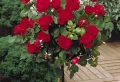 Comment mettre des tuteurs à un rosier en pot : guide pratique avec des astuces pour des fleurs épanouies