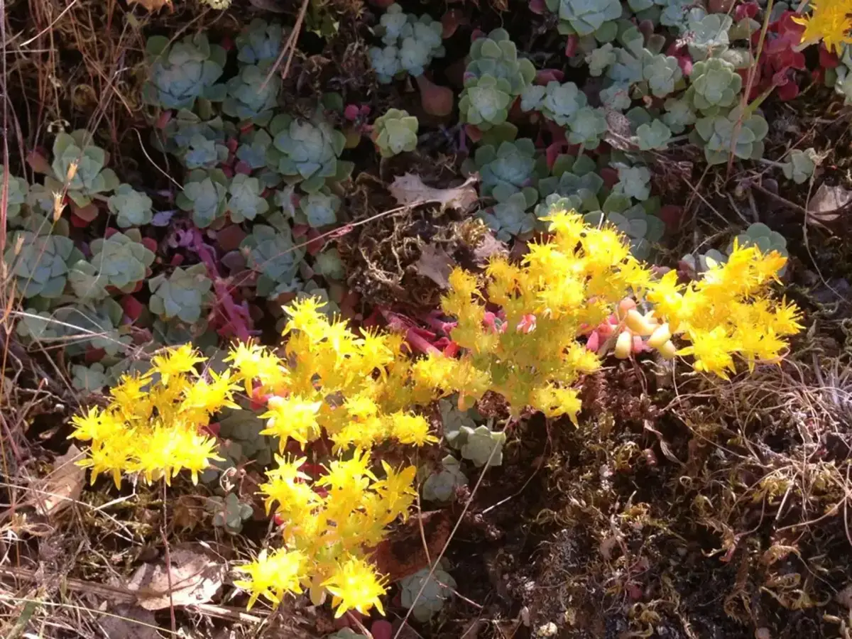 sedum jaune plante pour couvre sol qui fleurit toute l'annee