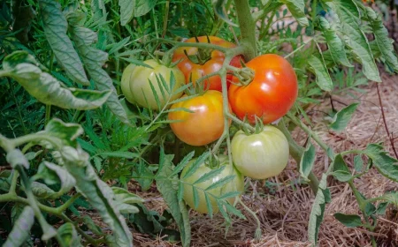 six tomates sur un pied dans le potager dont trois vertes et trois presque rouges et de la paille au sol