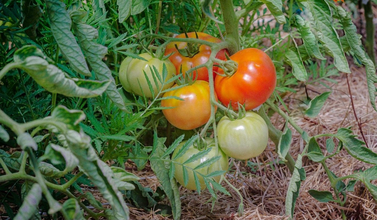 six tomates sur un pied dans le potager dont trois vertes et trois presque rouges et de la paille au sol