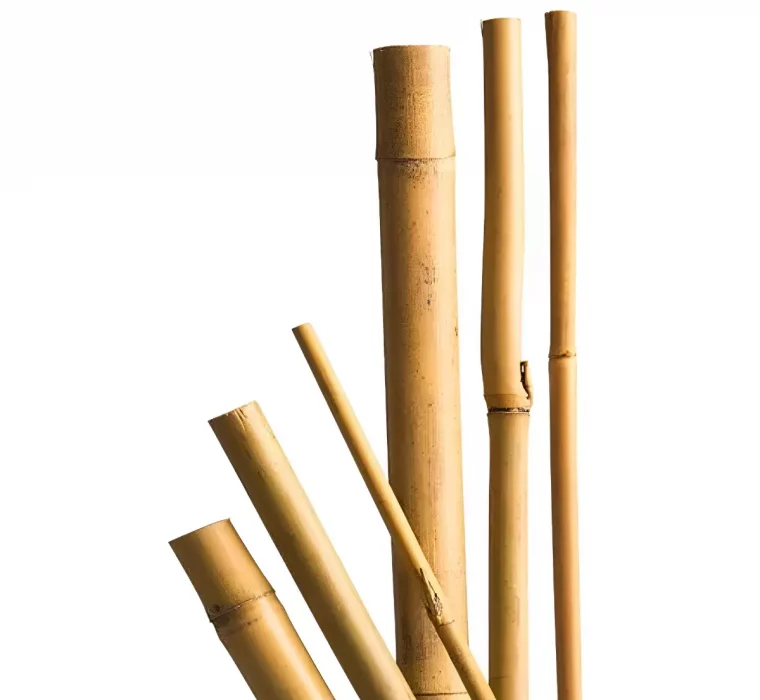 tuteur en bamboo de tailles differentes sur fond blanc
