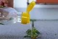 Insecticide naturel contre les chenilles : dites adieu aux chenilles de manière écologique et sans nuire aux plantes
