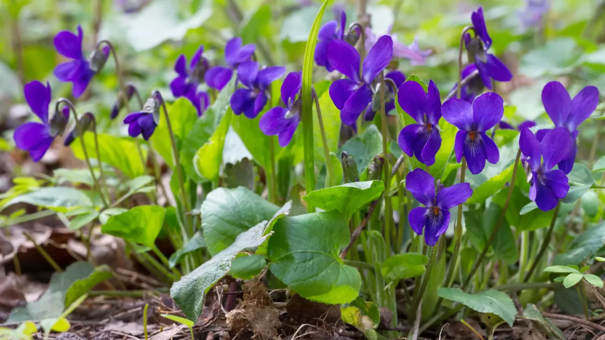 violettes en fleur plante vivace a planter en mai ou au printemps