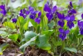 Comment avoir des couvres sol fleuris toute l’année ? 5 plantes qui fleurissent toute l’année