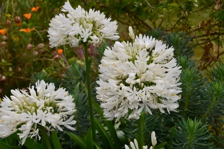 zoom sur trois fleurs blanches d agapanthe dans un jardin fleuri