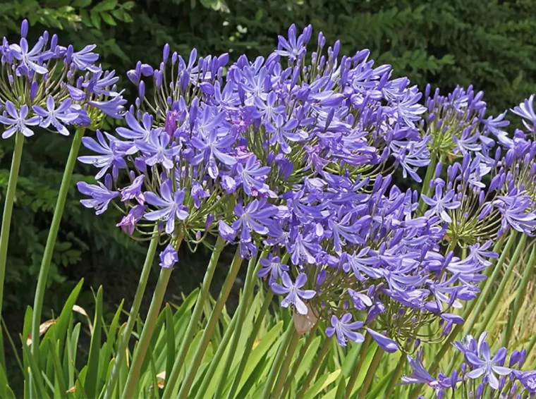 abondante floraison des agapanthes avec des fleurs bleues