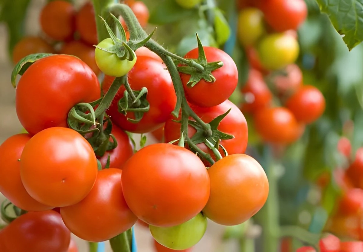 abondante recolte de tomates rondes rouges de taille variee sur branche et une petite tomate verte