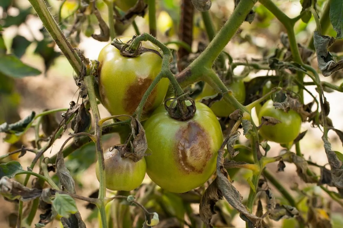 accélérer la pousse des plants de tomates fruits malades