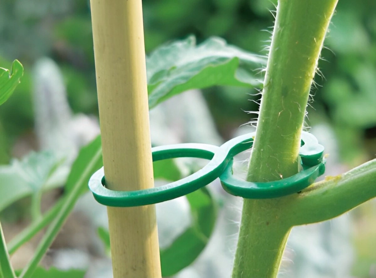 accroche vert en plastique d un plant du potager a un tuteur en bamboo