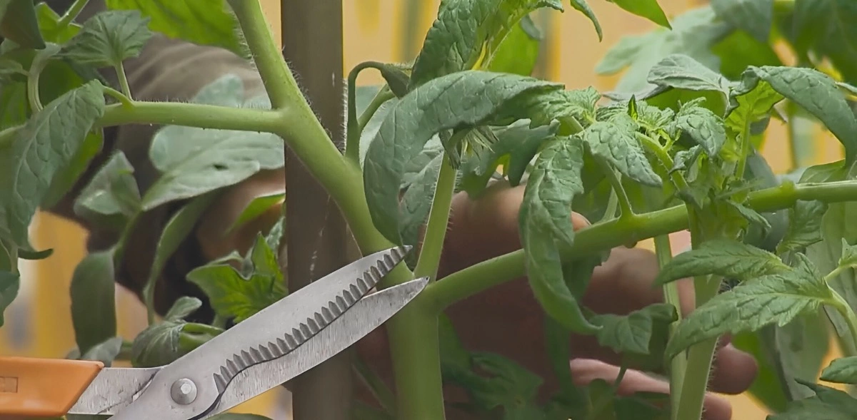 action de tailler un plant de tomates