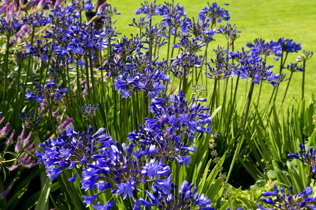 agapanthes bleues dans une allee fleurie