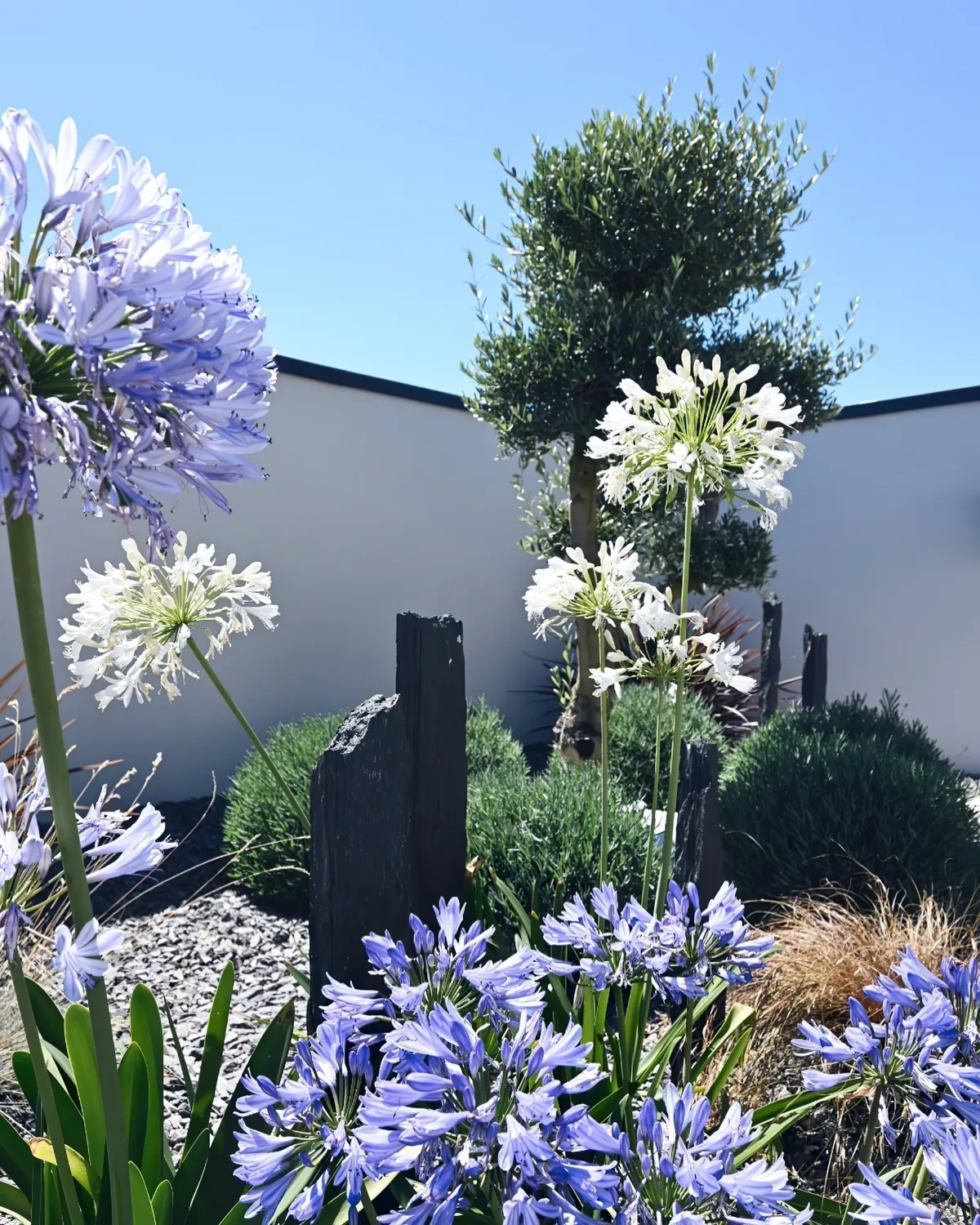 agapanthes bleues et blanches massif fleuri cloture blanche