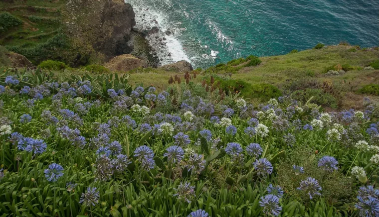 agapanthes bleues et blanches poussent en abondance parmi les cactus sur la pente d une falaise au bord de la mer