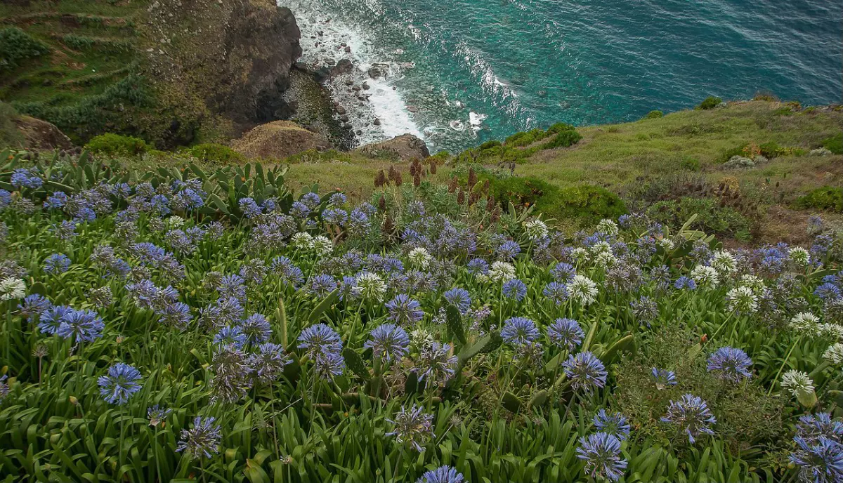 agapanthes bleues et blanches poussent en abondance parmi les cactus sur la pente d une falaise au bord de la mer