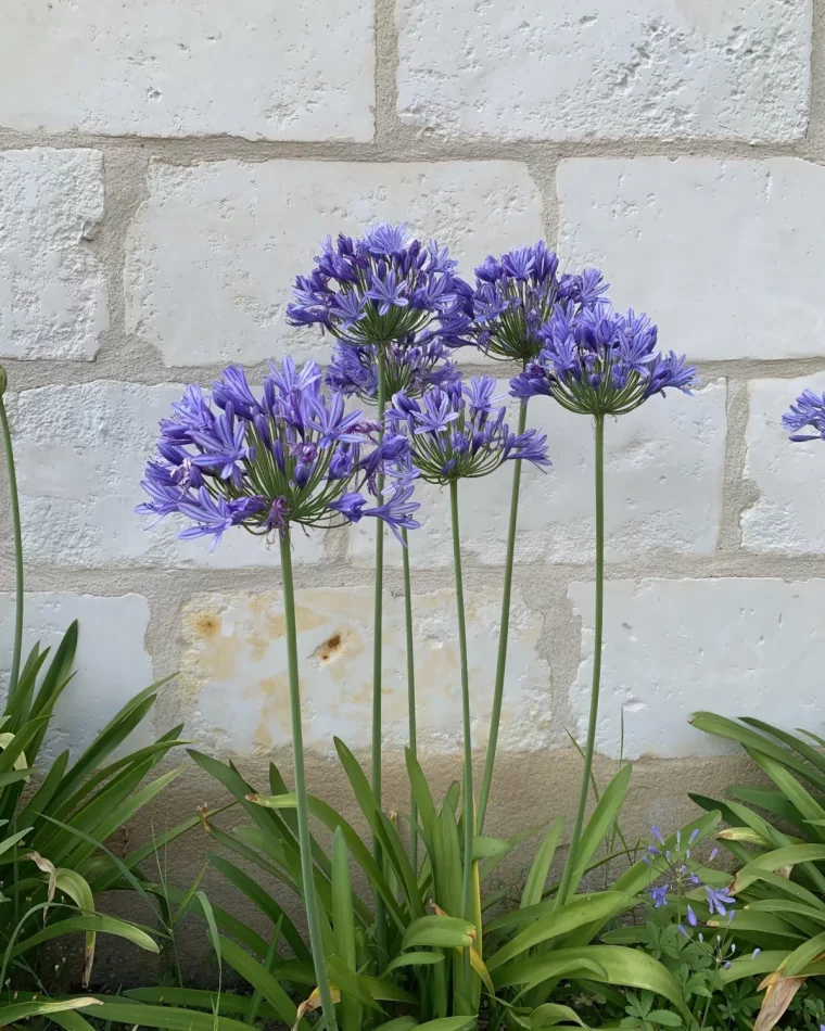 agapanthes en fleurs plantes contre un mur en briques