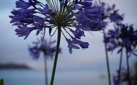 agapanthes en fleurs vue sur la mer