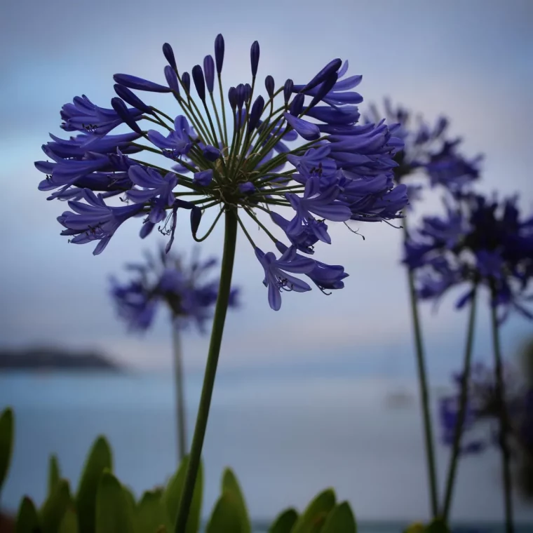 agapanthes en fleurs vue sur la mer