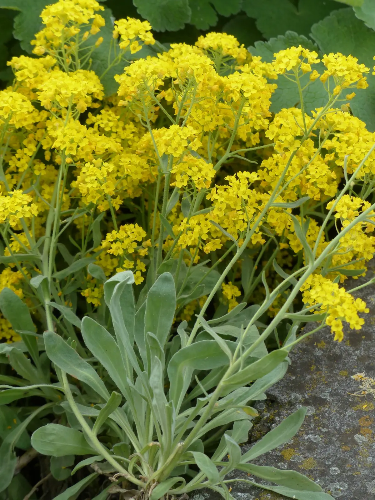 alysson vivace fleurs pour rocaille au soleil petales jaunes feuillage vert sage