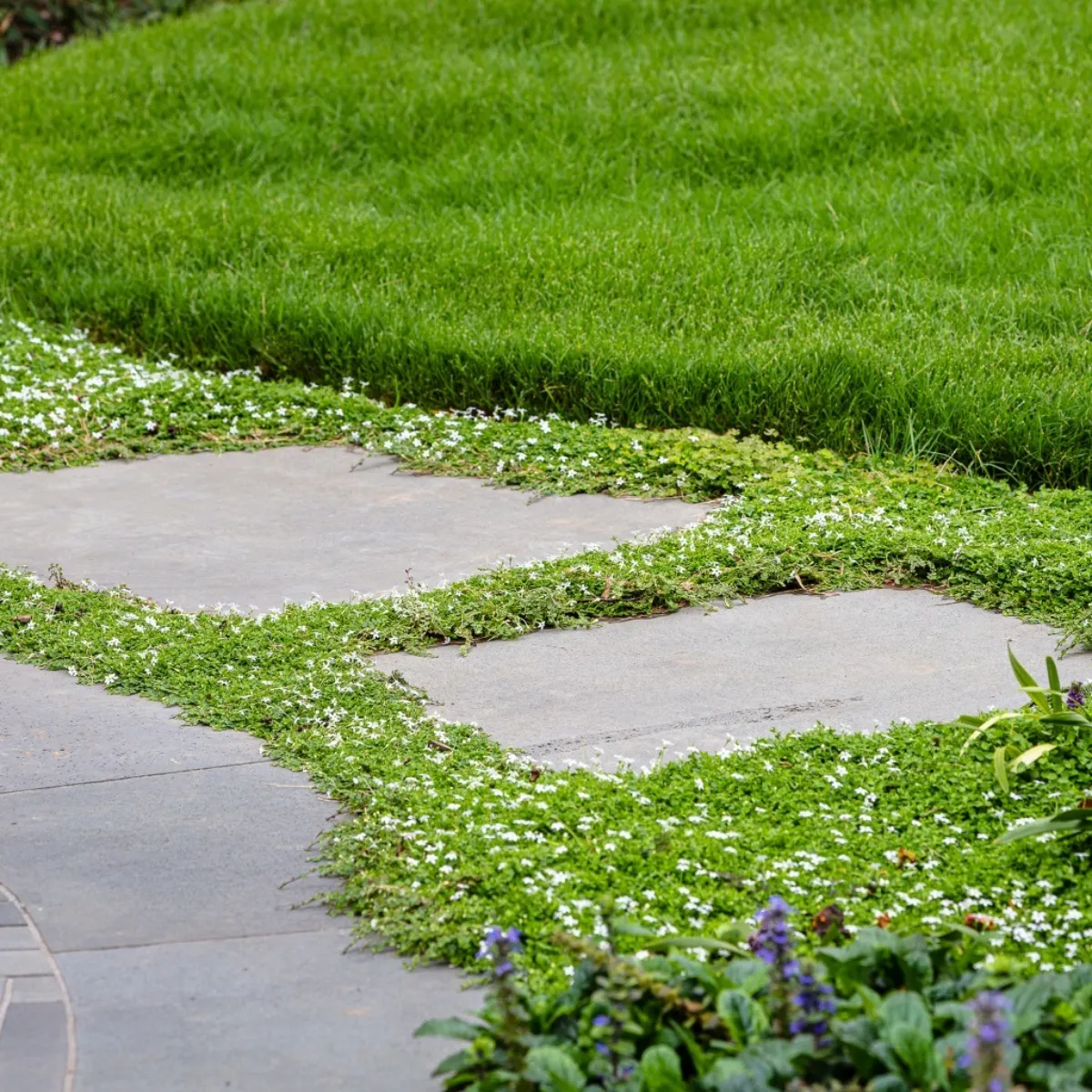 amenagement paysager astuce gazon vert pelouse dalles beton fissures plantes fleurs blanches