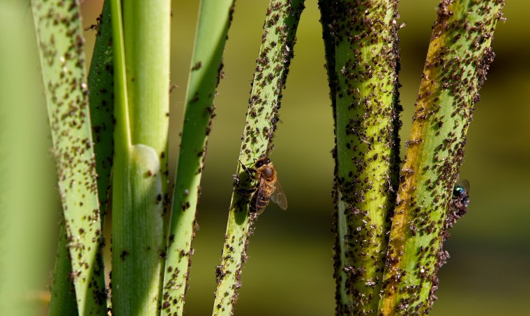 anti puceron comment éliminer les pucerons ravageurs naturellement